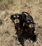 Minnie, a female Miniature Dachshund for sale in Boerne, TX – 2 of 4