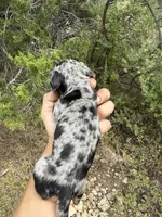 Sarah, a female Miniature Dachshund for sale in Boerne, TX – 2 of 2