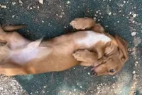 Copper, a male Miniature Dachshund for sale in Boerne, TX – 4 of 4