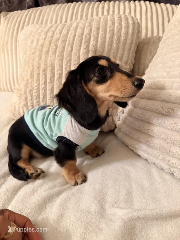 Mickey  – Miniature Dachshund puppy for sale in Boerne, TX