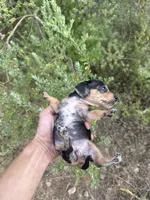 Winnie, a female Miniature Dachshund for sale in Boerne, TX – 2 of 2