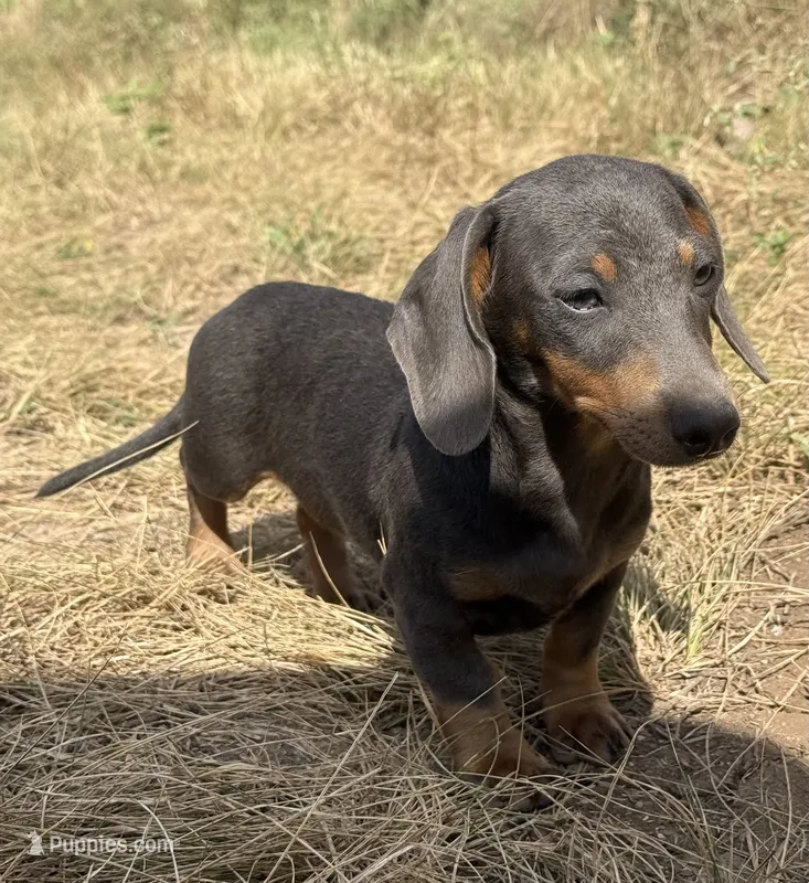 Periwinkle  – Miniature Dachshund puppy for sale in Boerne, TX