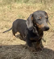 Periwinkle , a female Miniature Dachshund for sale in Boerne, TX – 1 of 2