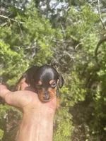 Mary, a female Miniature Dachshund for sale in Boerne, TX – 2 of 3