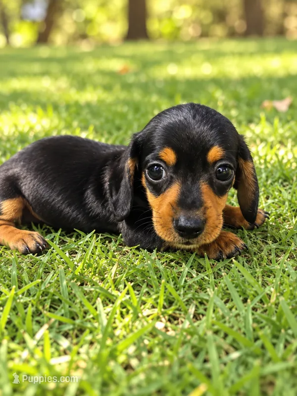 Mary – Miniature Dachshund puppy for sale in Boerne, TX