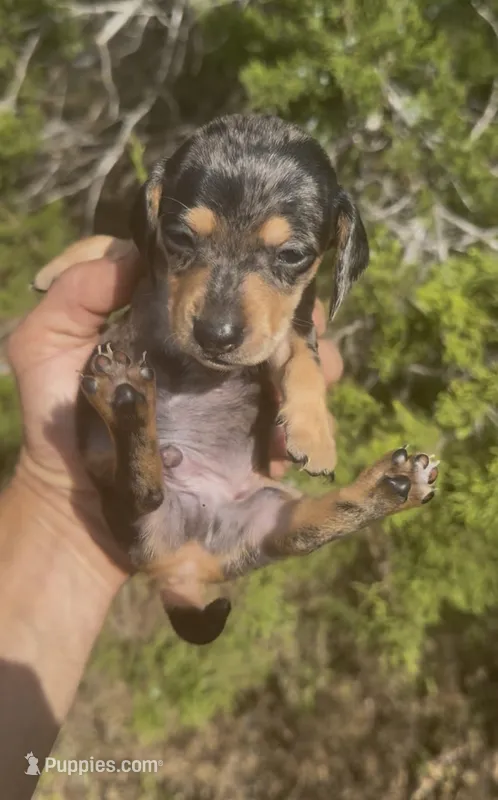 Binx – Miniature Dachshund puppy for sale in Boerne, TX
