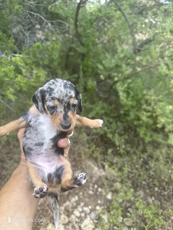 Sarah – Miniature Dachshund puppy for sale in Boerne, TX