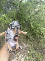 Sarah, a female Miniature Dachshund for sale in Boerne, TX – 1 of 2