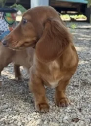 Copper – Miniature Dachshund puppy for sale in Boerne, TX