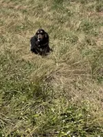 Mickey , a male Miniature Dachshund for sale in Boerne, TX – 3 of 5