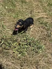 Minnie – Miniature Dachshund puppy for sale in Boerne, TX