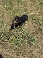 Minnie, a female Miniature Dachshund for sale in Boerne, TX – 1 of 4
