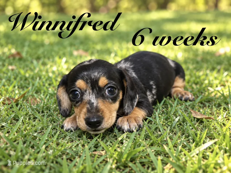 Winnie – Miniature Dachshund puppy for sale in Boerne, TX
