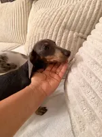 Tinkerbelle, a female Miniature Dachshund for sale in Boerne, TX – 3 of 3