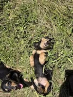 Mickey , a male Miniature Dachshund for sale in Boerne, TX – 5 of 5