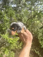 Billy , a male Miniature Dachshund for sale in Boerne, TX – 2 of 2