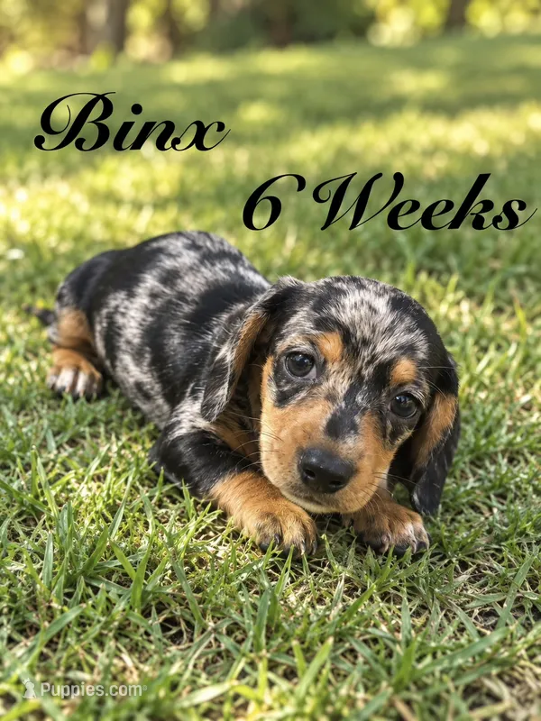 Binx – Miniature Dachshund puppy for sale in Boerne, TX