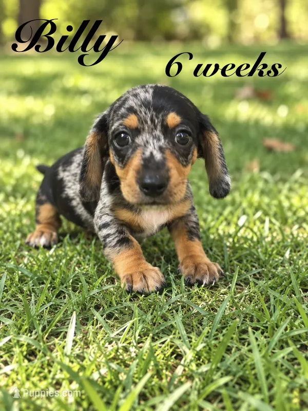 Billy  – Miniature Dachshund puppy for sale in Boerne, TX