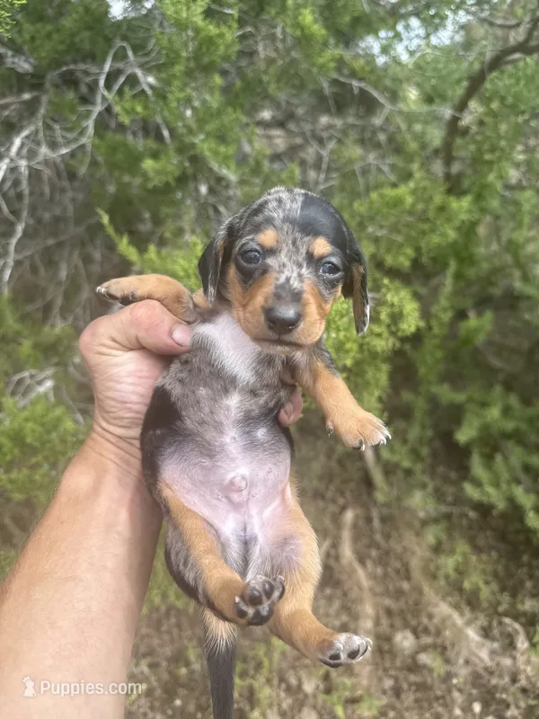 Billy  – Miniature Dachshund puppy for sale in Boerne, TX