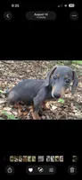Periwinkle , a female Miniature Dachshund for sale in Boerne, TX – 2 of 2