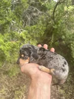 Binx, a male Miniature Dachshund for sale in Boerne, TX – 3 of 3