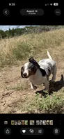 Foxy, a female Miniature Dachshund for sale in Boerne, TX – 3 of 3