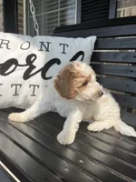 Baxter, a male Goldendoodle for sale in Springfield, OH – 2 of 2