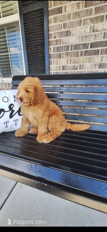 Bruno – Goldendoodle puppy for sale in Springfield, OH