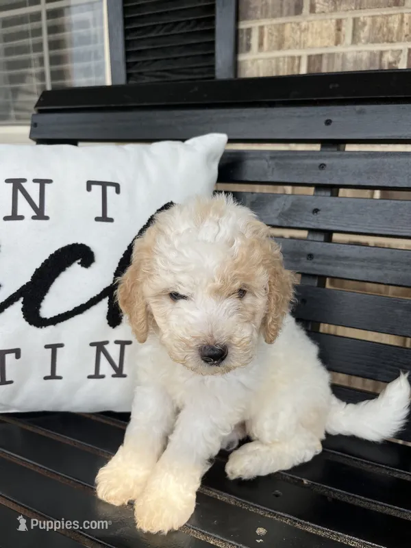 Salish – Goldendoodle puppy for sale in Springfield, OH