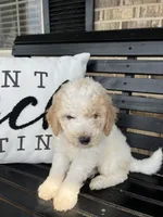 Salish, a female Goldendoodle for sale in Springfield, OH – 1 of 2