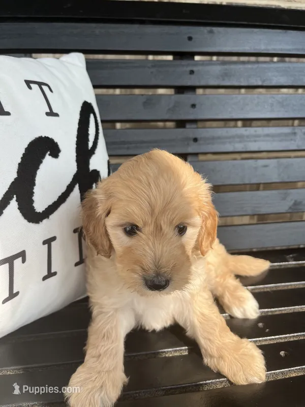 Angel – Goldendoodle puppy for sale in Springfield, OH