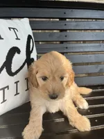 Angel, a female Goldendoodle for sale in Springfield, OH – 1 of 2