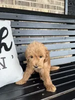 Benji, a male Goldendoodle for sale in Springfield, OH – 2 of 2