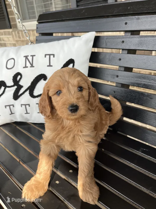 Bruno – Goldendoodle puppy for sale in Springfield, OH