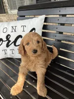 Bruno, a male Goldendoodle for sale in Springfield, OH – 1 of 2