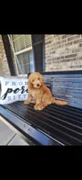 Bruno, a male Goldendoodle for sale in Springfield, OH – 2 of 2