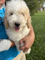 Salish, a female Goldendoodle for sale in Springfield, OH – 3 of 4