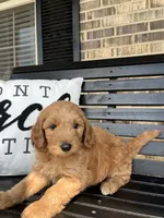 Bruno, a male Goldendoodle for sale in Springfield, OH – 2 of 2