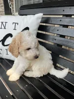 Salish, a female Goldendoodle for sale in Springfield, OH – 2 of 2
