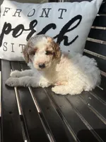 Baxter, a male Goldendoodle for sale in Springfield, OH – 1 of 2
