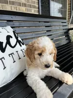 Daisy, a female Goldendoodle for sale in Springfield, OH – 2 of 2