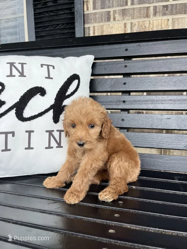 Benji – Goldendoodle puppy for sale in Springfield, OH