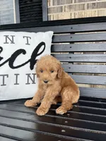 Benji, a male Goldendoodle for sale in Springfield, OH – 1 of 2