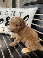 Buster, a male Goldendoodle for sale in Springfield, OH – 2 of 2