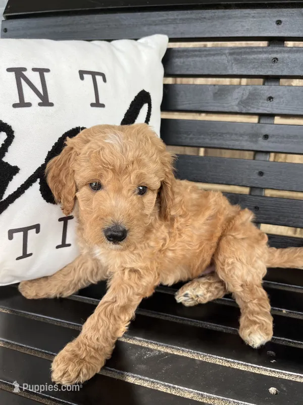 Buster – Goldendoodle puppy for sale in Springfield, OH