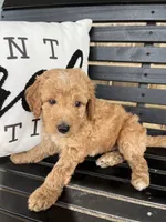 Buster, a male Goldendoodle for sale in Springfield, OH – 1 of 2