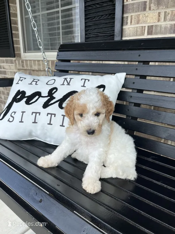 Daisy – Goldendoodle puppy for sale in Springfield, OH