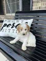 Daisy, a female Goldendoodle for sale in Springfield, OH – 1 of 2
