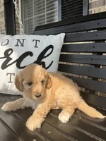 Angel, a female Goldendoodle for sale in Springfield, OH – 2 of 2