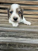 Crunchy , a male Miniature Dachshund for sale in Chillicothe, OH – 3 of 5